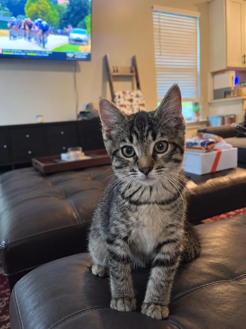 A baby small-sized female Tabby (Brown / Chocolate) Domestic Short Hair cat named Phoebe for adoption in Nashville, TN