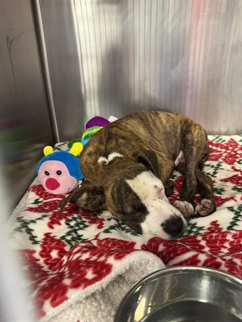 A baby medium-sized male Brindle Pit Bull Terrier dog named Pumpkin Pie  URGENT for adoption in Thousand Oaks, CA
