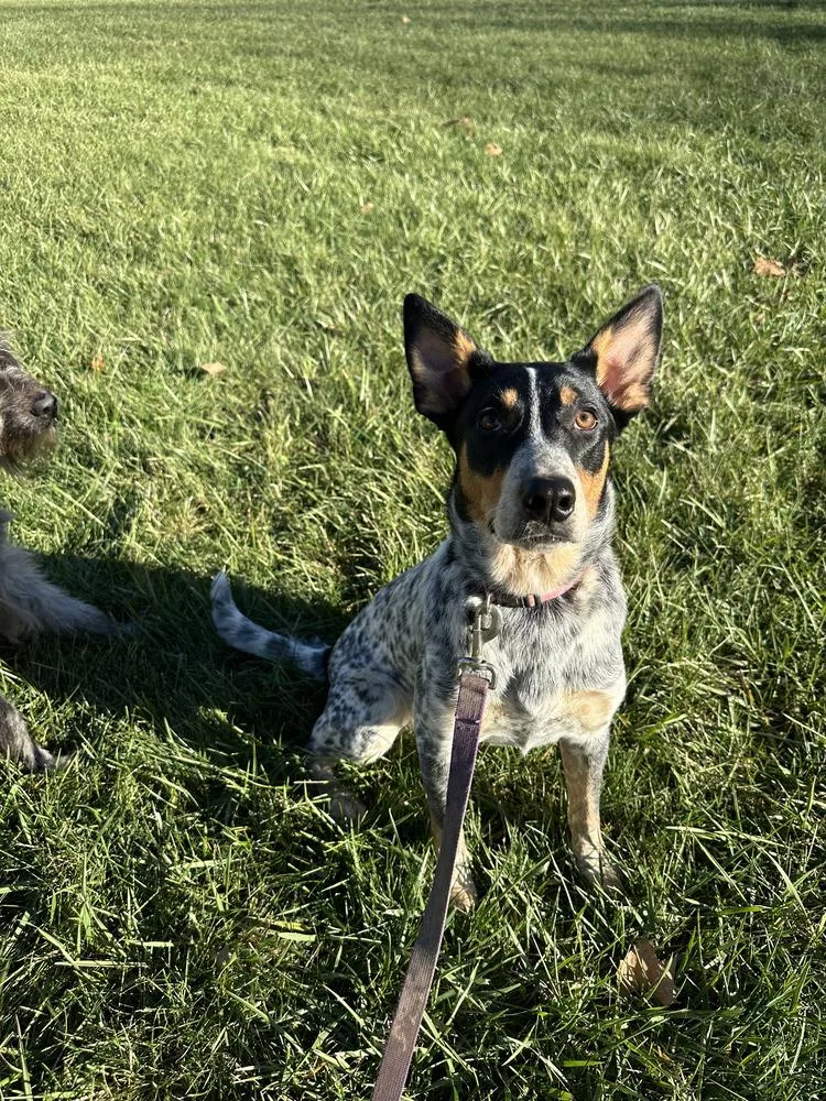 Autumn : Bluey