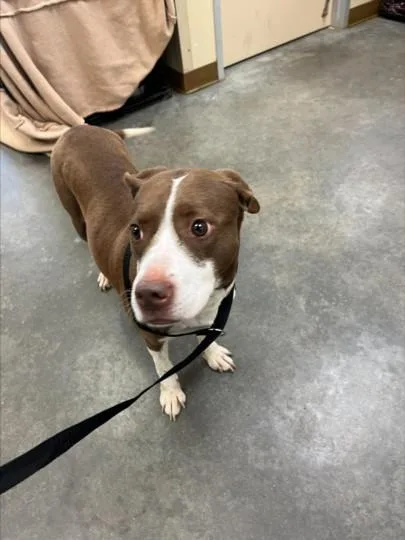 An adult large-sized female Pit Bull Terrier dog named Faith for adoption in Texas City, TX