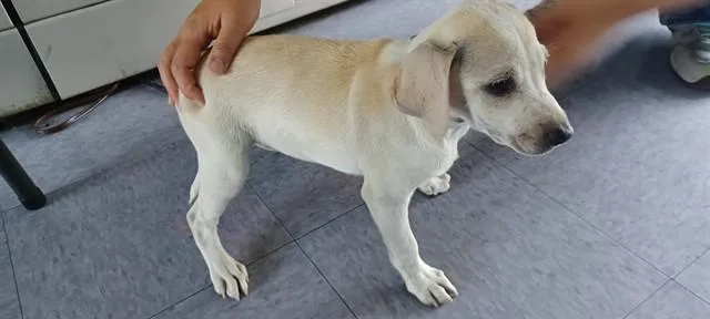 A baby medium-sized male Chihuahua dog named Sun for adoption in Baldwin Park, CA
