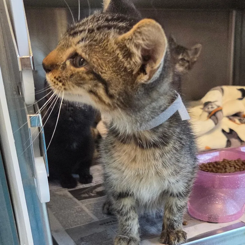 A baby small-sized female Brown / Chocolate Domestic Short Hair cat named Luxord for adoption in Chattanooga, TN