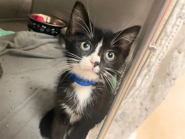 A baby small-sized male Domestic Short Hair cat named Scarecrow for adoption in Fort Wayne, IN