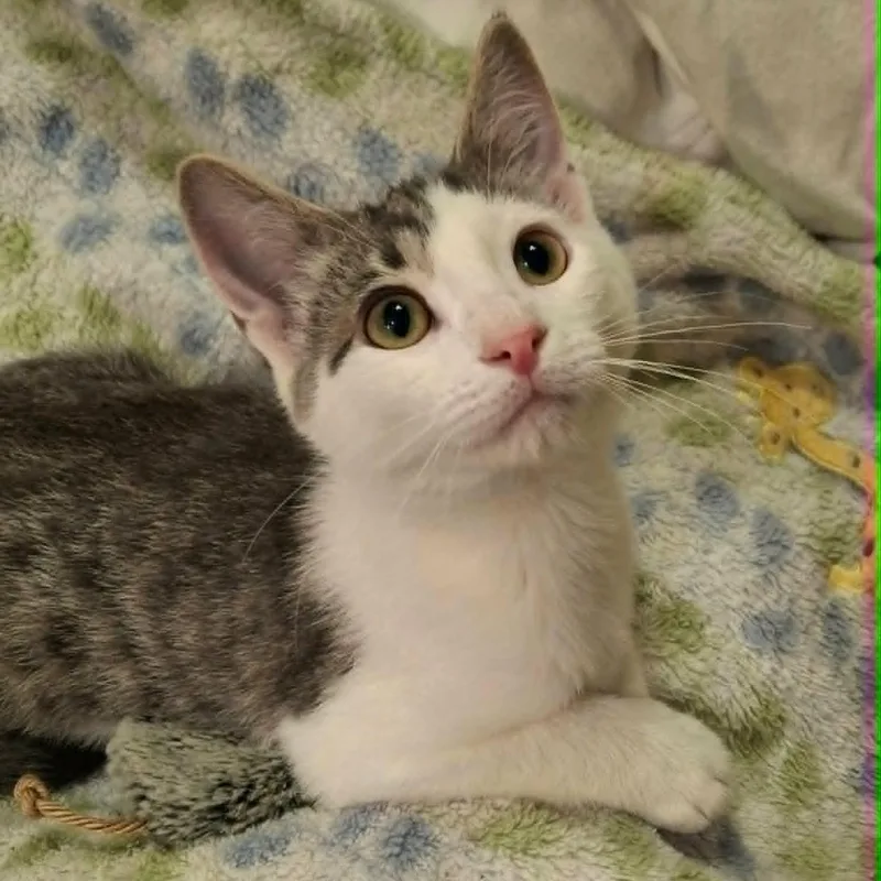 A baby medium-sized male White Domestic Short Hair cat named Marmoset for adoption in Watertown, WI