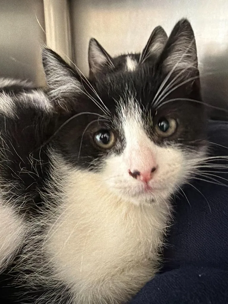 A baby medium-sized male Domestic Short Hair cat named Twinkee for adoption in Pomona, NY