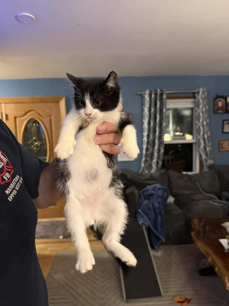Twinkee thumbnail 3