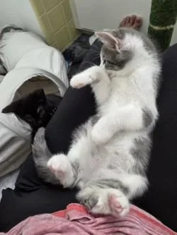 A baby small-sized male Gray & White Domestic Short Hair cat named Hans for adoption in Coconut Creek, FL