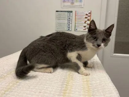 A baby medium-sized female Gray / Blue / Silver Domestic Short Hair cat named Louvre for adoption in Kansas City, MO