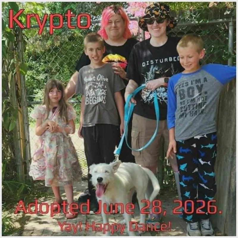 A young medium-sized male White / Cream Mixed Breed dog named Krypto for adoption in Boaz, AL