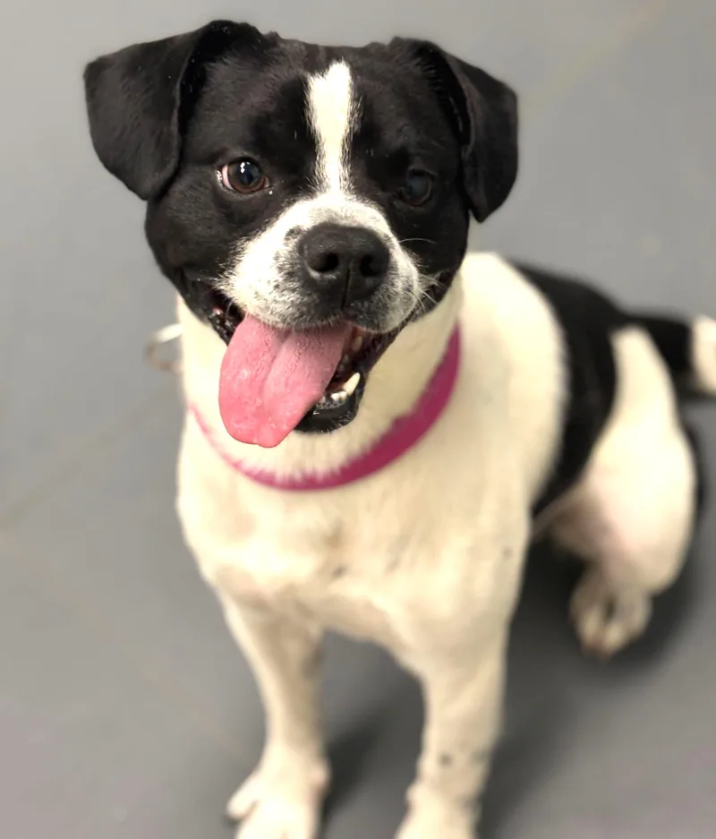 An adult medium-sized male Black Boston Terrier dog named Albert for adoption in Grayslake, IL