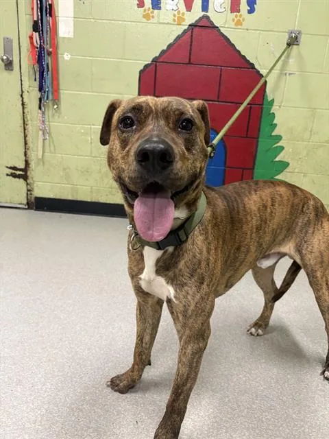 A young medium-sized male Pit Bull Terrier dog named Loki for adoption in Indianapolis, IN