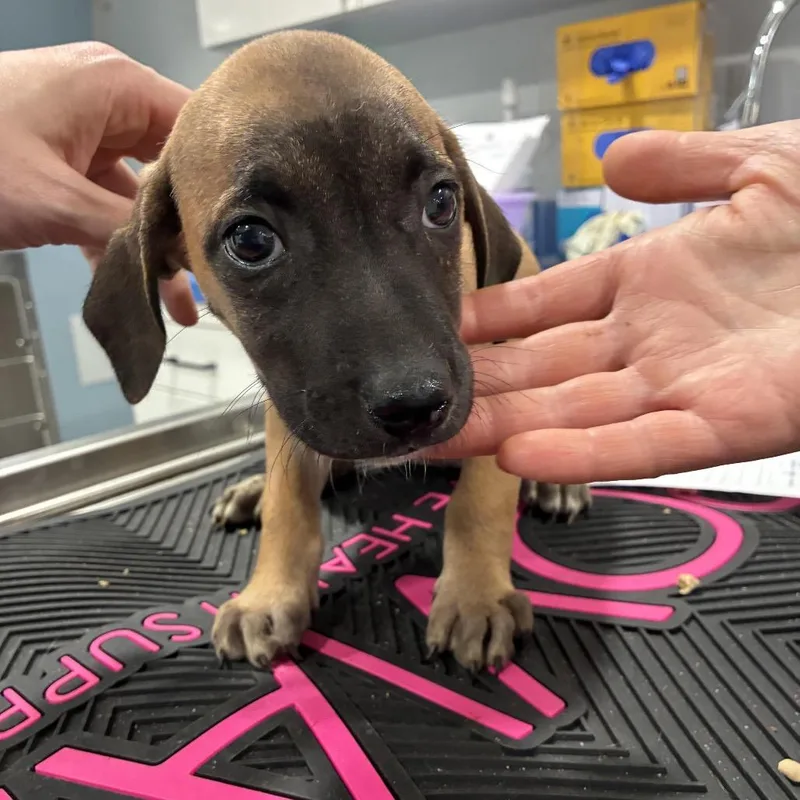 A baby small-sized female Yellow / Tan / Blond / Fawn Shepherd dog named Eden for adoption in Northbrook, IL