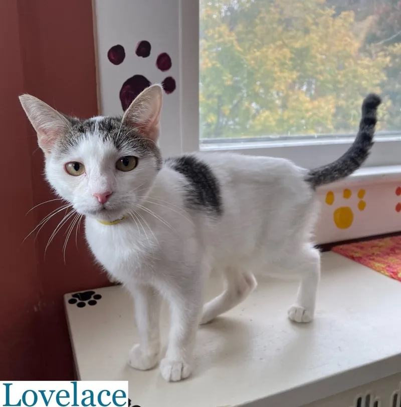An adult small-sized female Gray & White Domestic Short Hair cat named Lovelace for adoption in Berkeley Springs, WV