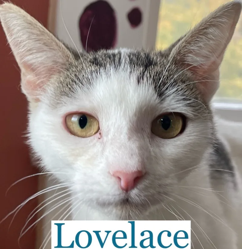 Lovelace thumbnail 2