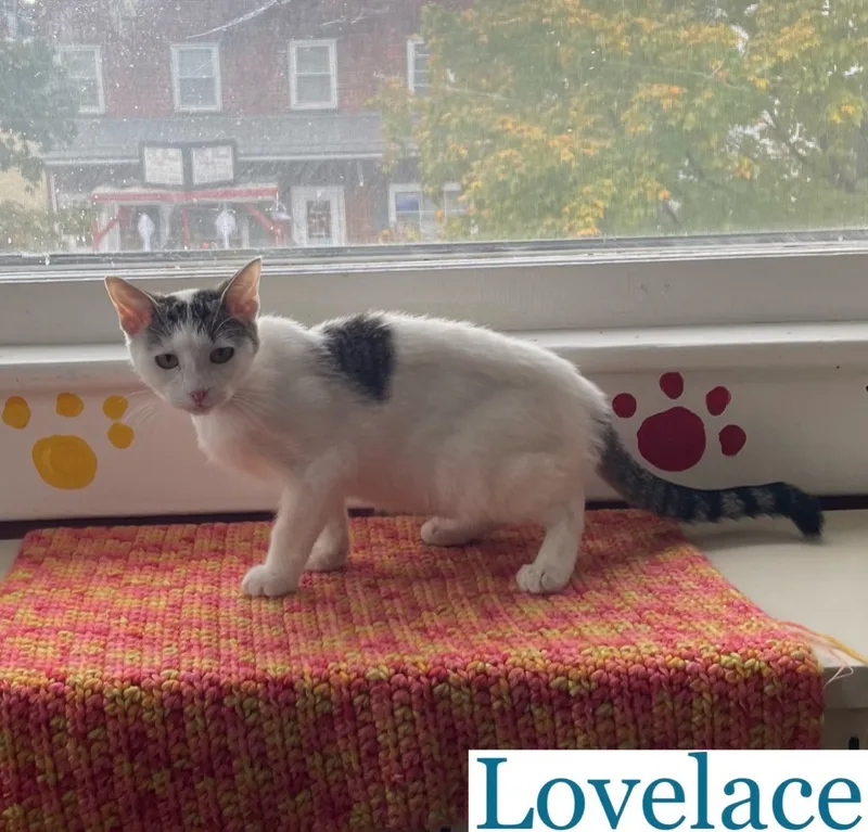 Lovelace thumbnail 3
