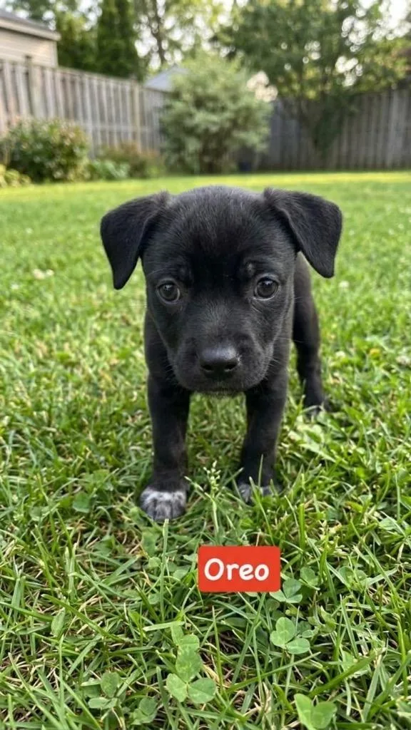 A baby small-sized female Mixed Breed dog named Oreo cookie for adoption in St. Augustine, FL