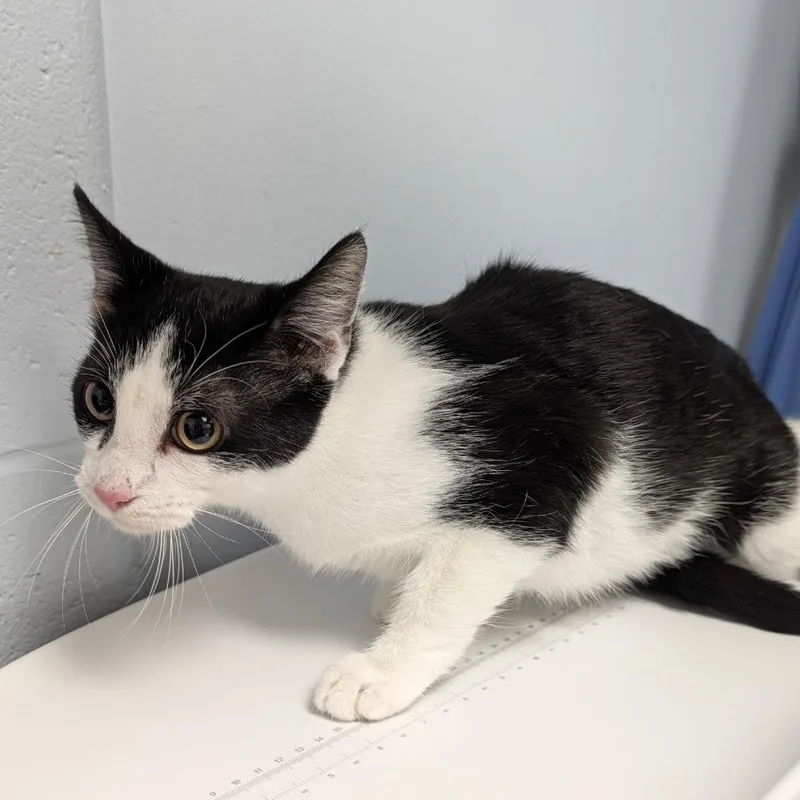 A young medium-sized female Domestic Short Hair cat named Jamie Lee for adoption in Indianapolis, IN