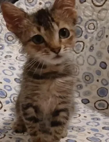 A baby small-sized male Tabby (Brown / Chocolate) Domestic Short Hair cat named Gismo for adoption in Liverpool, TX