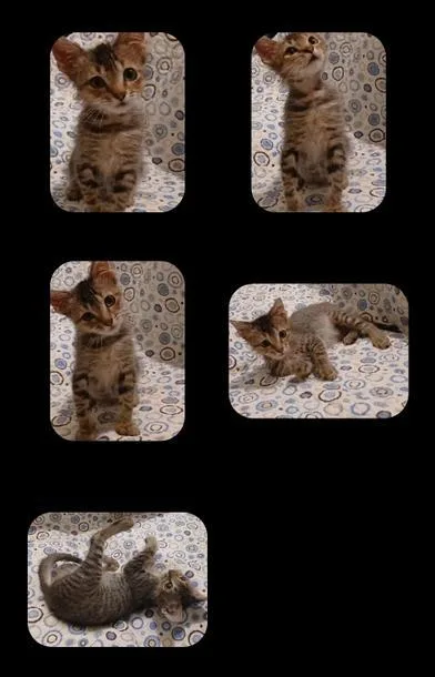 Gismo thumbnail 3