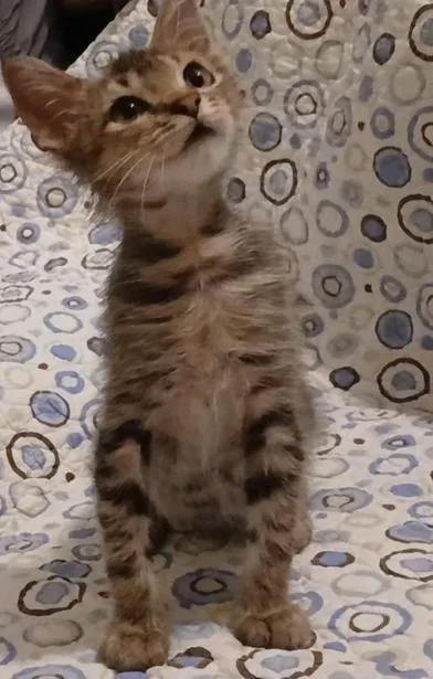 Gismo thumbnail 6