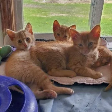 A baby small-sized male Tabby (Orange / Red) Domestic Short Hair cat named Jj  Dennis And for adoption in Hutchinson, MN