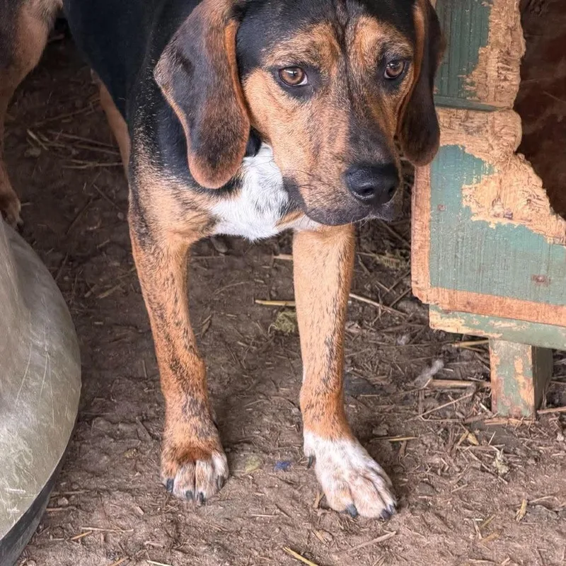 A young medium-sized male Beagle dog named Twix for adoption in Frederick, MD