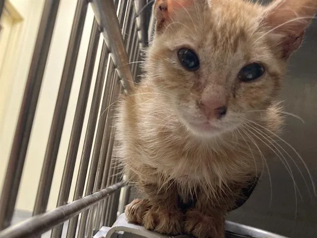 A baby small-sized female Domestic Short Hair cat named Sareena for adoption in Tustin, CA