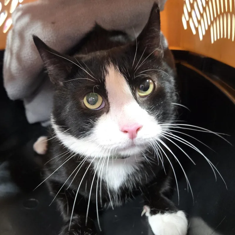 An adult large-sized male Black Domestic Short Hair cat named Noir for adoption in Newark, NJ