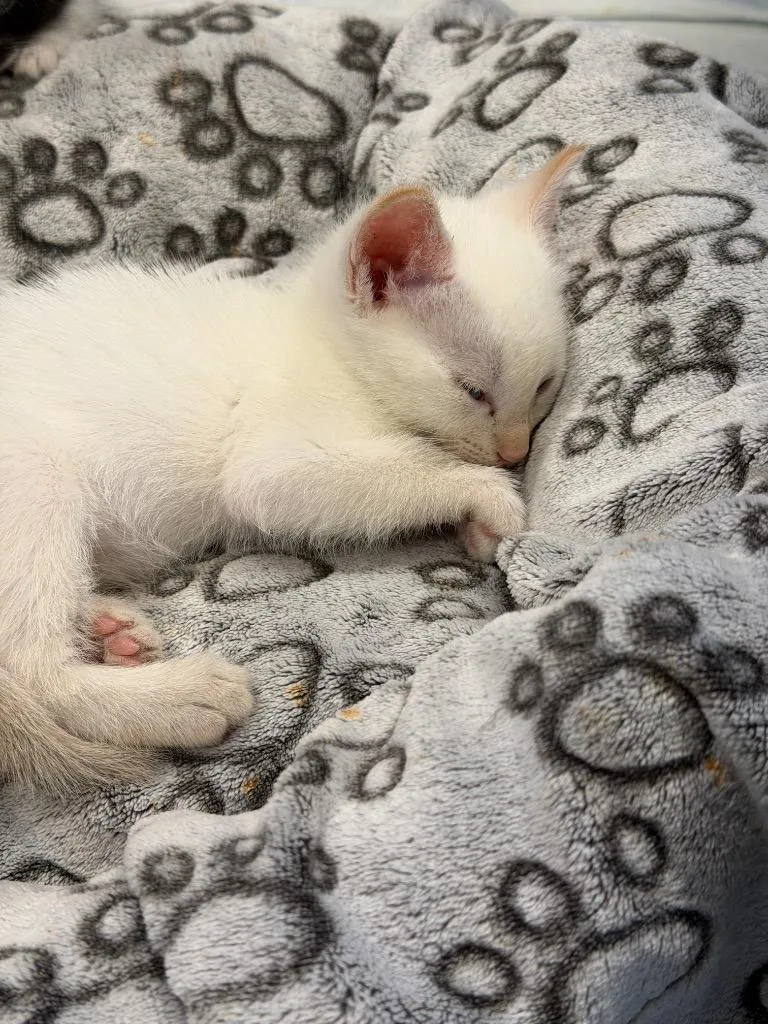 A baby small-sized male Domestic Short Hair cat named Sunny for adoption in La Verkin, UT