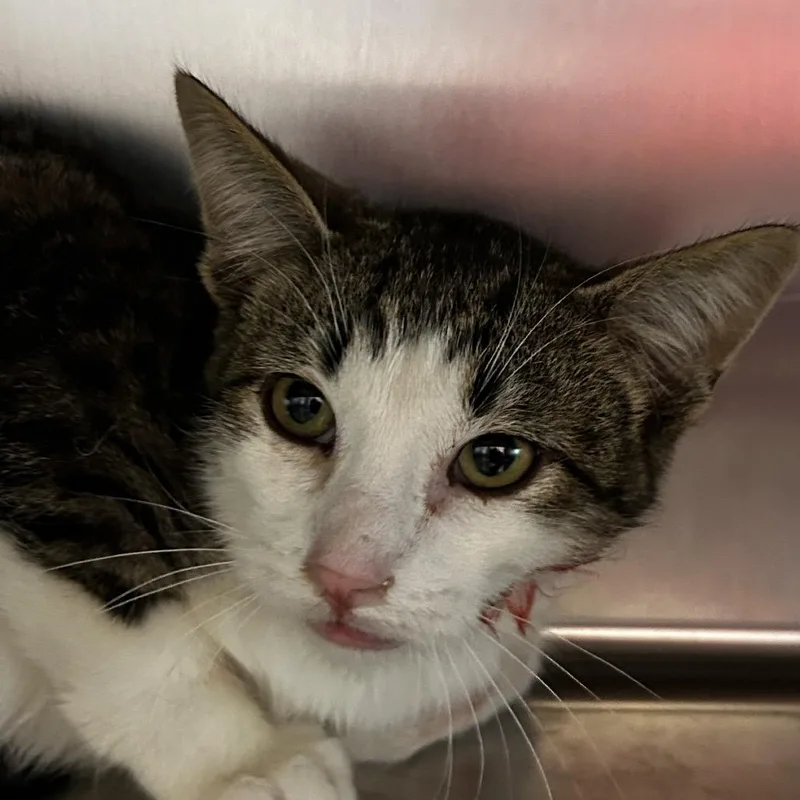 A young small-sized male White Domestic Short Hair cat named Carl for adoption in Leander, TX