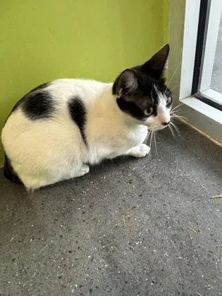 An adult small-sized female Domestic Short Hair cat named Princess for adoption in New Orleans, LA