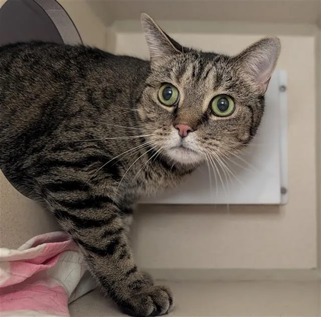 An adult small-sized female Domestic Short Hair cat named Mothership for adoption in Denver, CO