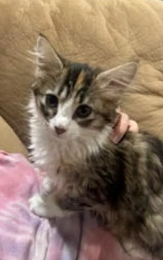 A baby medium-sized female Domestic Short Hair cat named Squish for adoption in Salt Lake City, UT