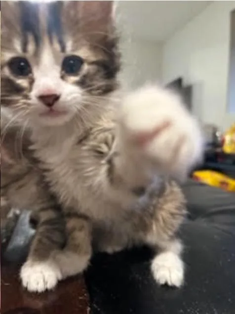 Squish thumbnail 4