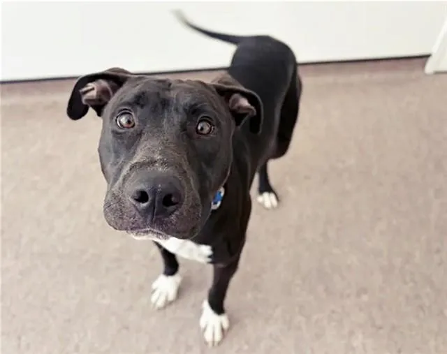 A young large-sized male Pit Bull Terrier dog named Toasted Ravioli for adoption in Saint Louis, MO