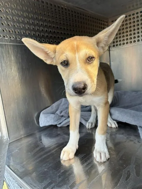 A baby large-sized female German Shepherd Dog dog named Riley for adoption in Phoenix, AZ