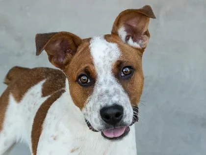 A baby medium-sized male Mixed Breed dog named Ant for adoption in Longmont, CO