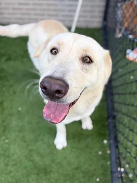 A young large-sized female Mixed Breed dog named Maxine for adoption in Dallas, TX
