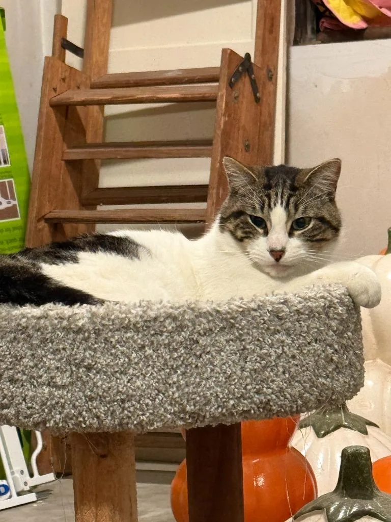 A young medium-sized male Domestic Short Hair cat named Houser for adoption in Little Rock, AR