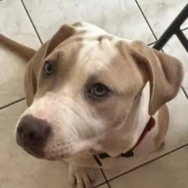 A young medium-sized female Apricot / Beige American Staffordshire Terrier dog named India for adoption in Bronx, NY
