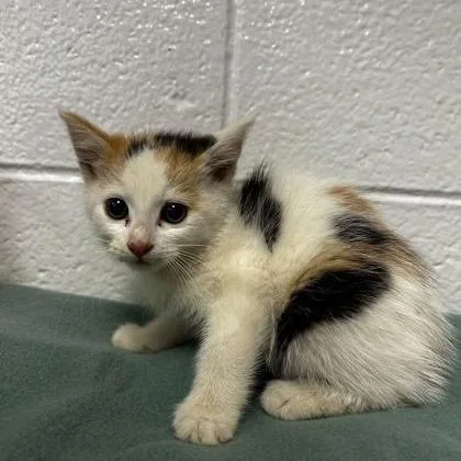 A baby small-sized female Cream / Ivory Domestic Short Hair cat named Adagio for adoption in Spruce Pine, NC