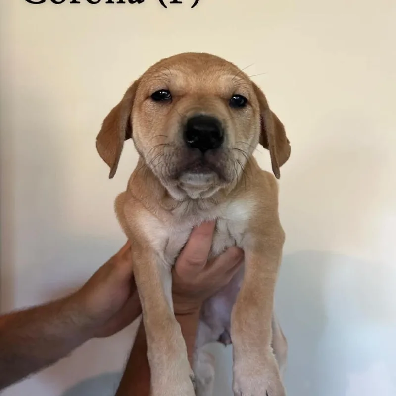 A baby medium-sized female Yellow / Tan / Blond / Fawn Mixed Breed dog named Corona for adoption in DeKalb, IL