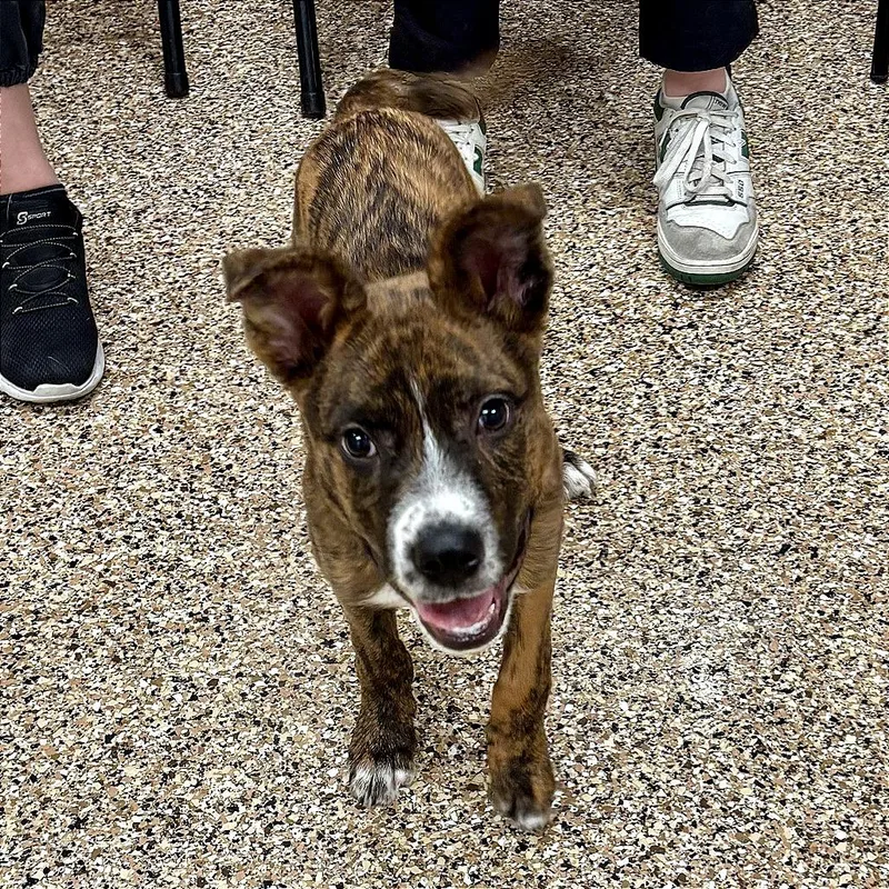 A baby small-sized male Brindle Mixed Breed dog named Terry for adoption in Tempe, AZ