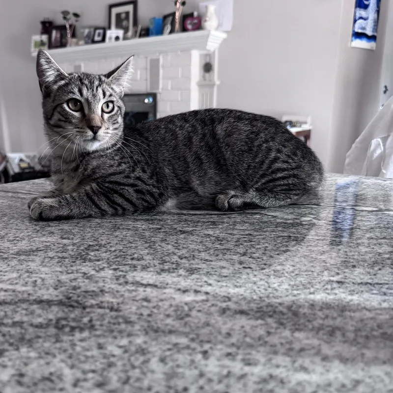 A young small-sized male Domestic Short Hair cat named Sherlock for adoption in Pottstown, PA