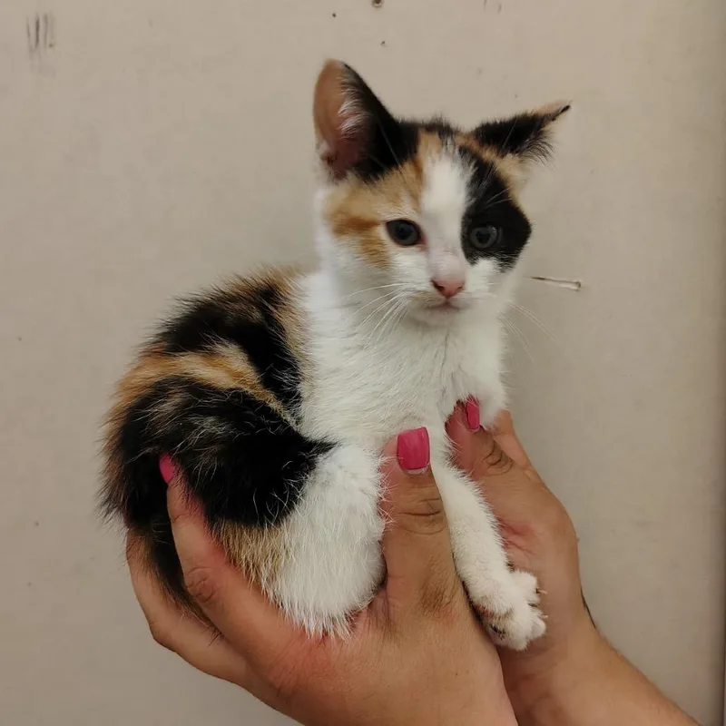 A baby small-sized female Calico Domestic Short Hair cat named Broccoli for adoption in Coos Bay, OR