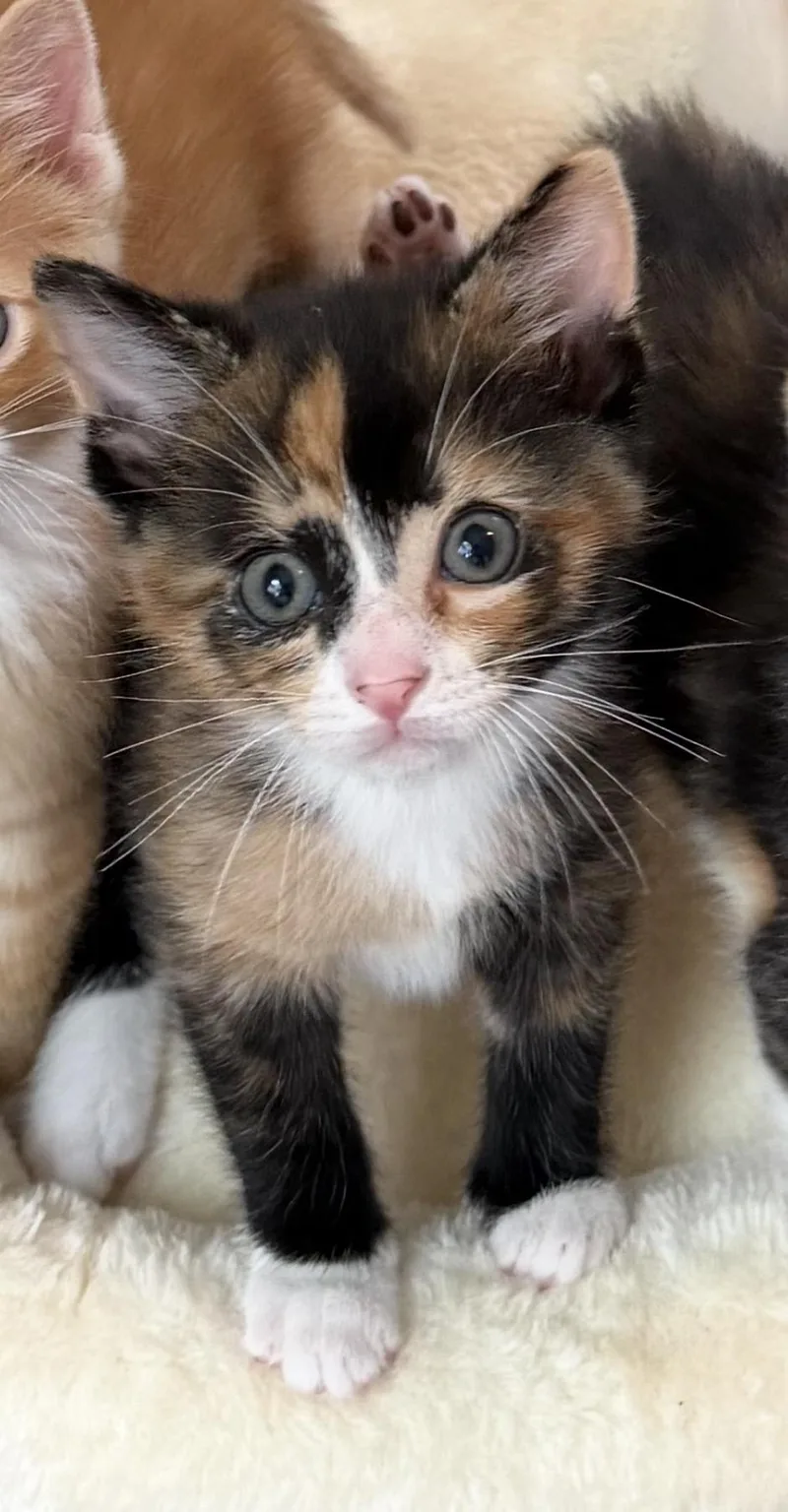 A baby large-sized female Calico Domestic Short Hair cat named Pepper for adoption in Homewood, IL