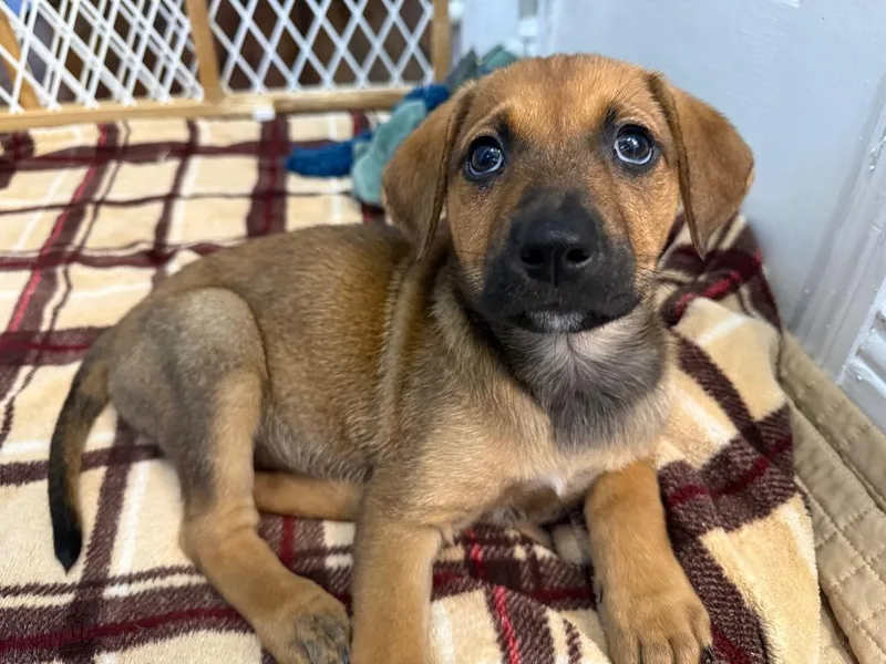 A baby medium-sized female Labrador Retriever dog named Joan for adoption in Orlando, FL