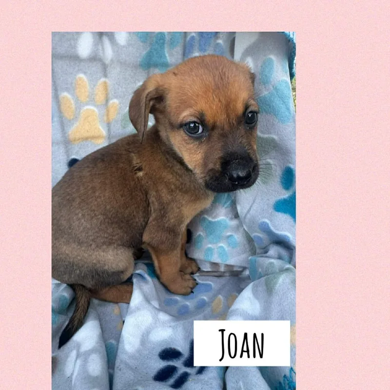 Joan thumbnail 3