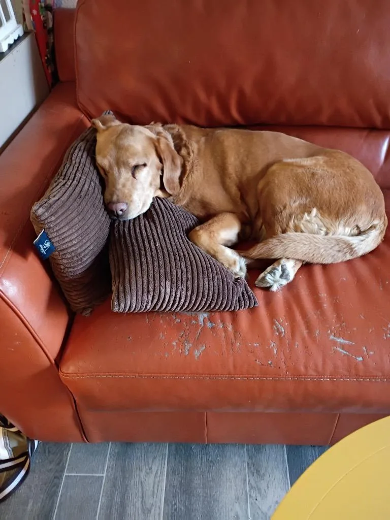 A senior medium-sized female Labrador Retriever dog named Josie for adoption in Heber City, UT