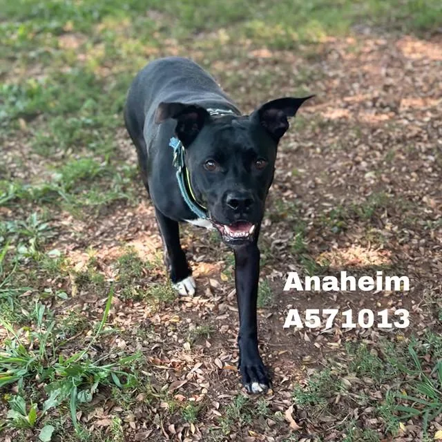 An adult medium-sized female Boxer dog named Anaheim for adoption in Huntsville, AL